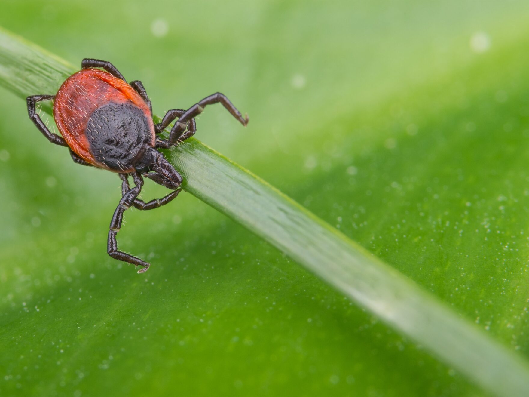 Image of tick on leaf