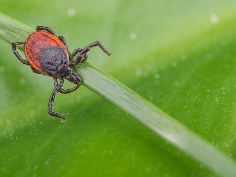 Image of tick on leaf
