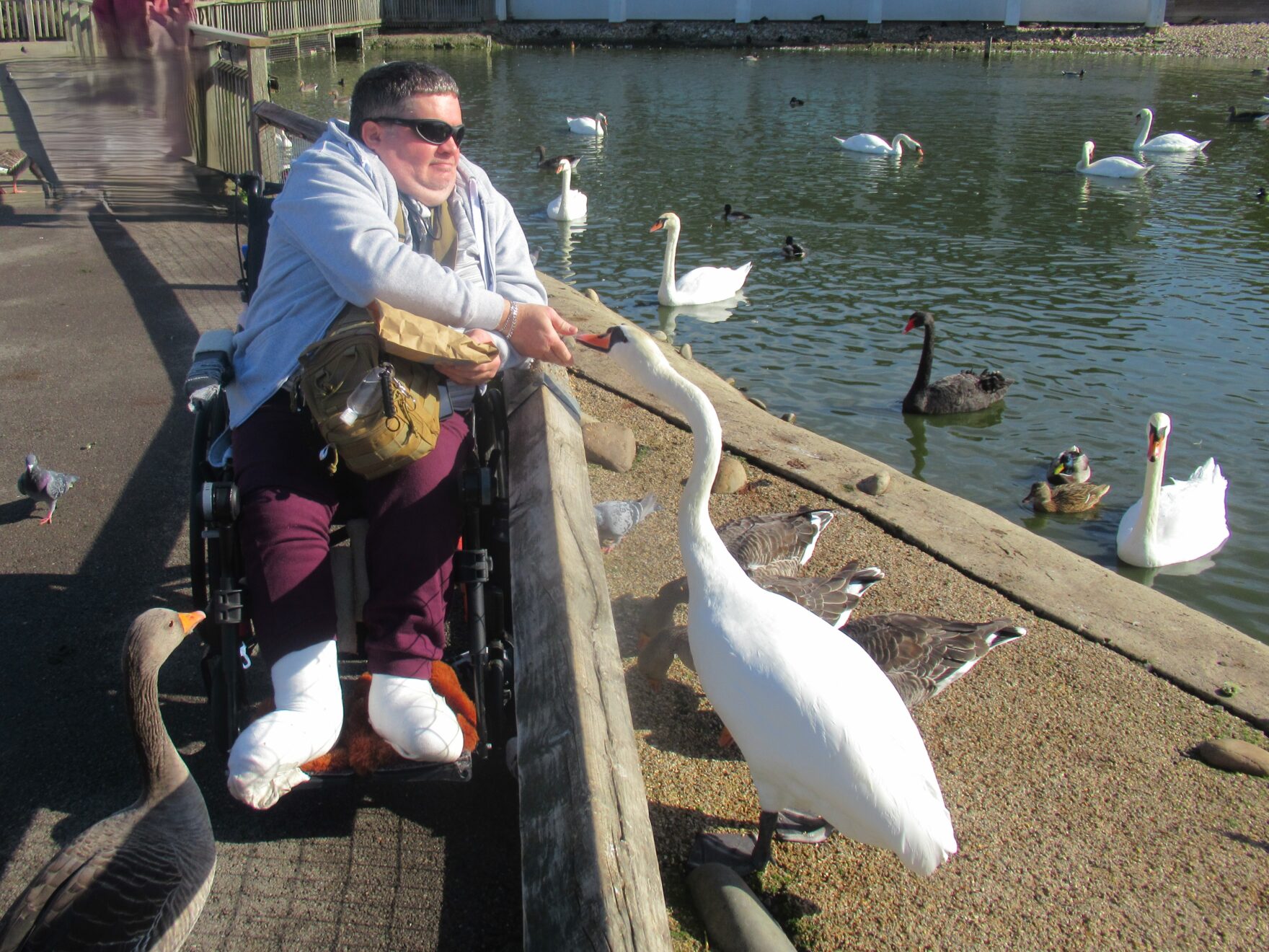 A man sat in a wheelchair feeding a swan